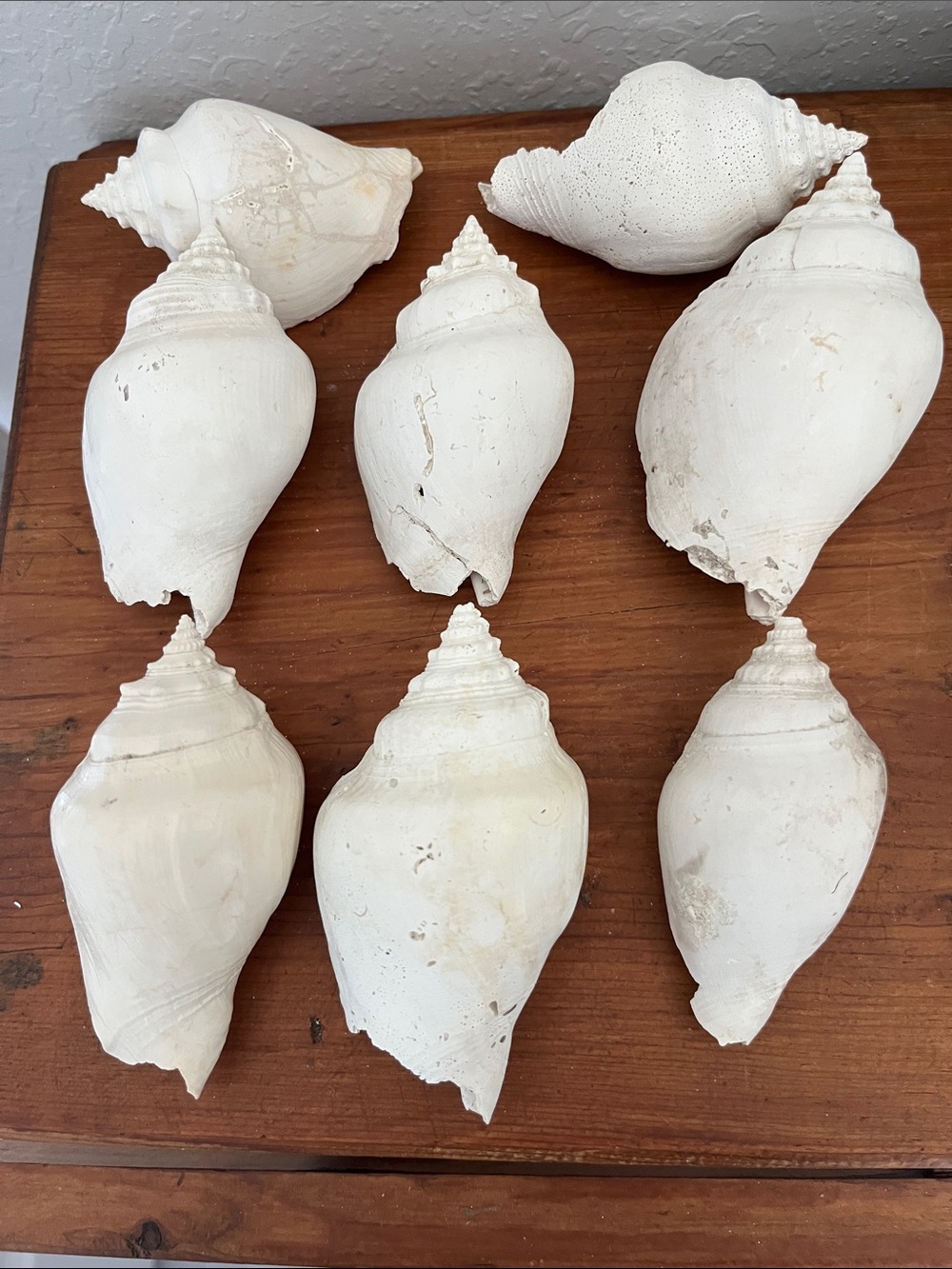 Fossils ! Florida Conch Shells Set of 8 4.25 /3.5 Size Collector Teachers
